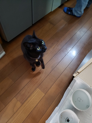 ごはんを待つ猫の画像