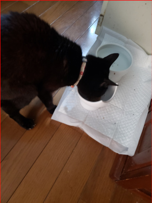 ごはんを食べ尽くす猫の画像