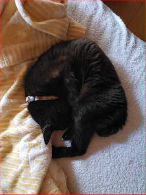 丸くなって寝る猫の画像