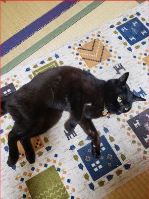 横たわる猫の画像