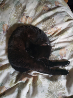 丸くなって寝る猫の画像