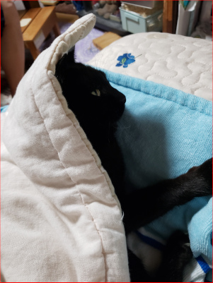 布団に潜り込む猫の画像