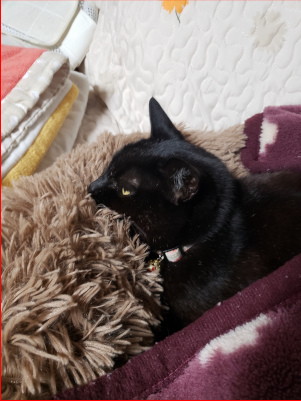 ボーっとする猫の画像