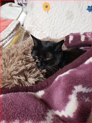 ボーっとする猫の画像２