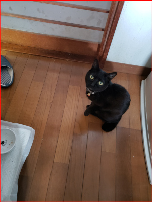 ごはんを催促する猫の画像
