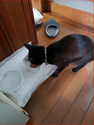 ごはんを食べる猫の画像