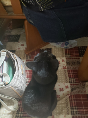 見上げる猫の後ろ姿の画像
