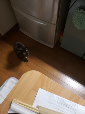 見上げる猫の画像