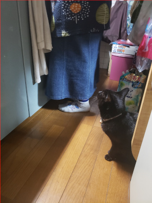 見上げる猫の画像２