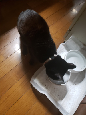 ごはんを食べる猫の画像