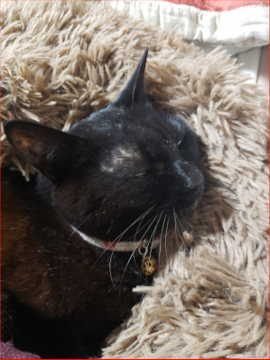 寝てる黒猫の画像