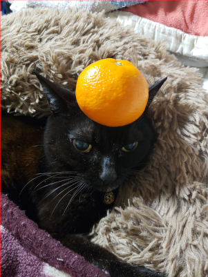 みかんを頭に乗せる猫の画像