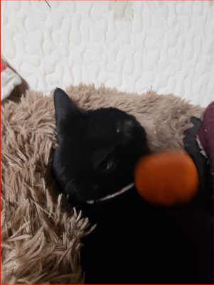 みかんを落とす猫の画像