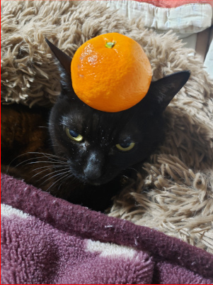 みかんを頭に乗せる猫の画像２