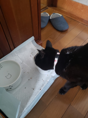 ごはんを食べる猫の画像