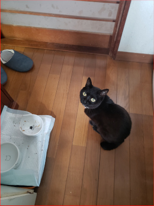 おかわりを要求する猫の画像