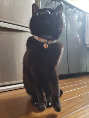 左前足を上げて待つ猫の画像