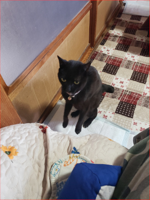 ソファに飛び乗る猫の画像