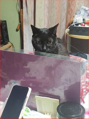 こちらの様子を伺う猫の画像