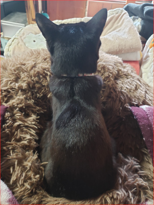 背中を向ける猫の画像