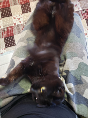 ひざの上で寝転がる猫の画像２