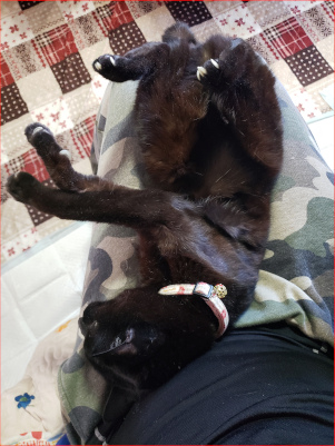 ひざの上で寝転がる猫の画像
