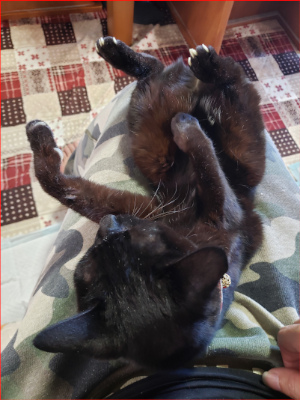 ひざの上で寝転がる猫の画像３