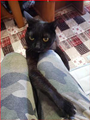 落ちかけて必死にしがみつく猫の画像