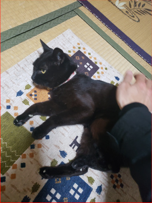 マットの上で撫でられてる猫の画像