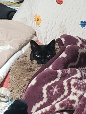 ベッドに潜り込んでる猫の画像
