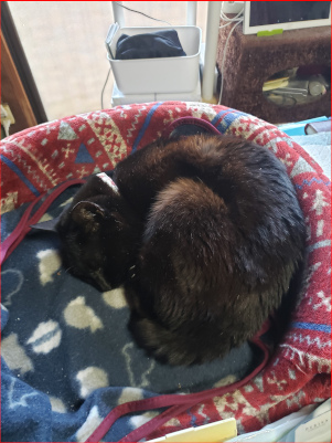 猫ベッドで寝る猫の画像
