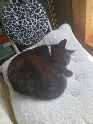 日差しを浴びながら寝る猫の画像