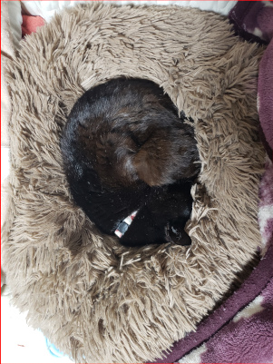 猫ベッドにピッタリ収まって寝る猫の画像