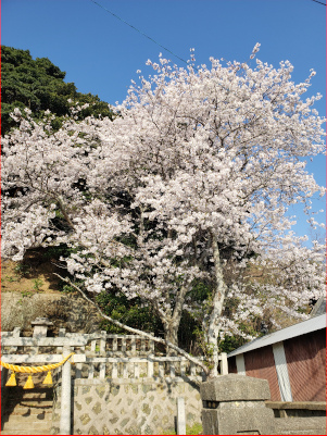桜の木の画像