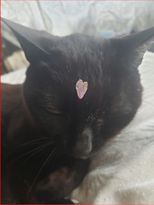サクラの花びらと黒猫の画像