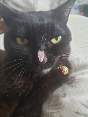 サクラの花びらと黒猫の画像２