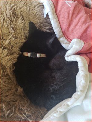 猫ベッドで寝る猫の画像