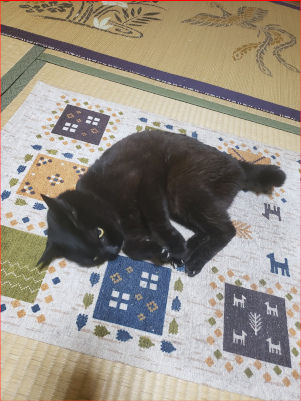 マットの上で寝転がる黒猫の画像