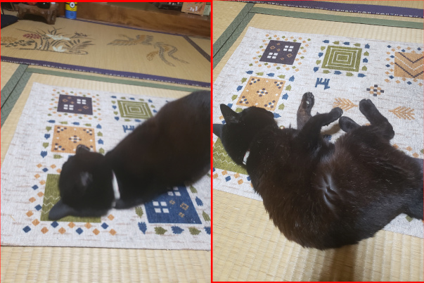 マットの上で寝転がる黒猫の画像３