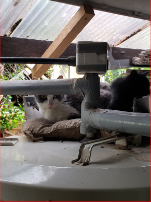 猫の親子の画像