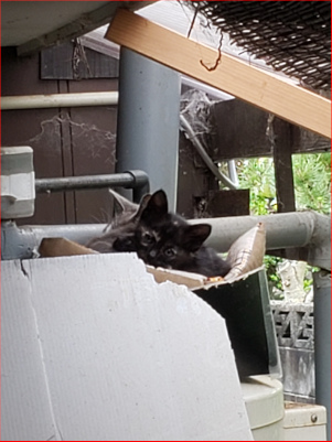 子猫の画像