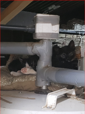 子猫たちの画像