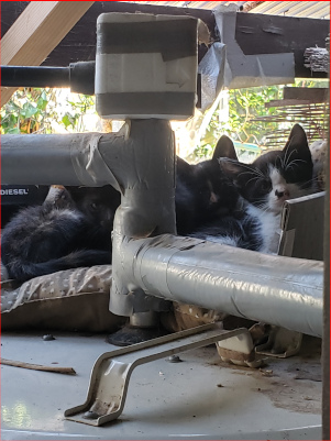 子猫たちの画像２