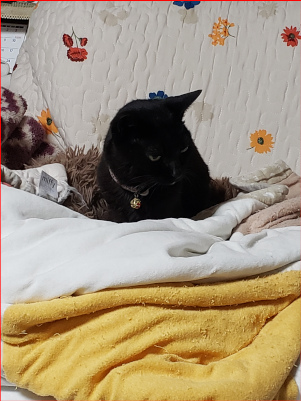 猫ベッドに入れられた猫の画像