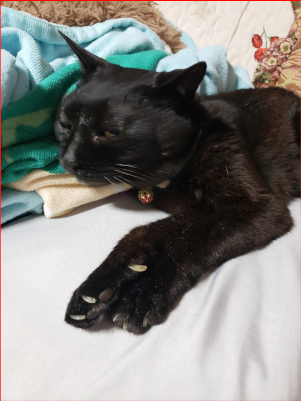 寝転がる猫の画像２