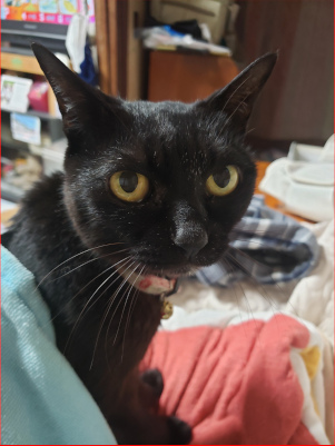 振り返る猫の画像