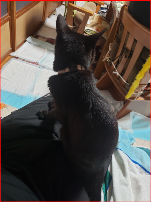 ヒザの上に乗る猫の画像