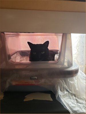 猫トイレに入る猫の画像