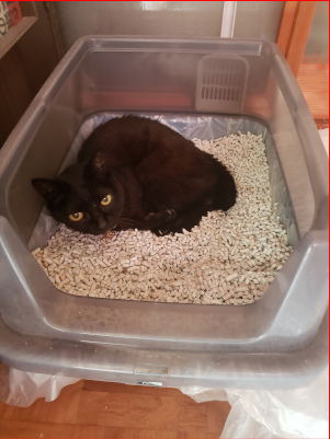 猫トイレで寝る猫の画像