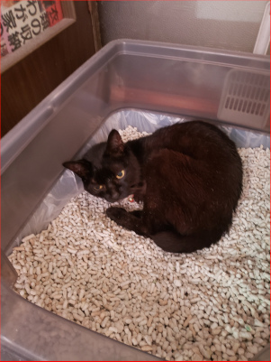 猫トイレで寝る黒猫の画像